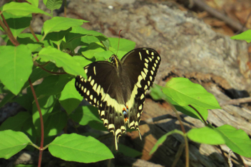 Palamedes Swallowtail